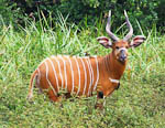 Antelope world   Kenya  African Antelope Species of antelope  African Bongo 