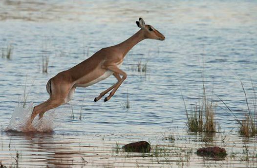 Impala (Aepyceros melampus) -  Africa Antelope world  Impala  Kenya  African Antelope Species of antelope Africa