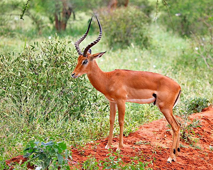 Antelope world  Impala  Kenya  African Antelope Species of antelope Africa 