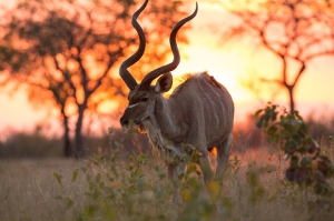 Kudu  Antelope world    Kenya  African Antelope Species of antelope Africa African Kudu